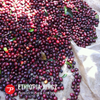 Ethiopia YirgZ